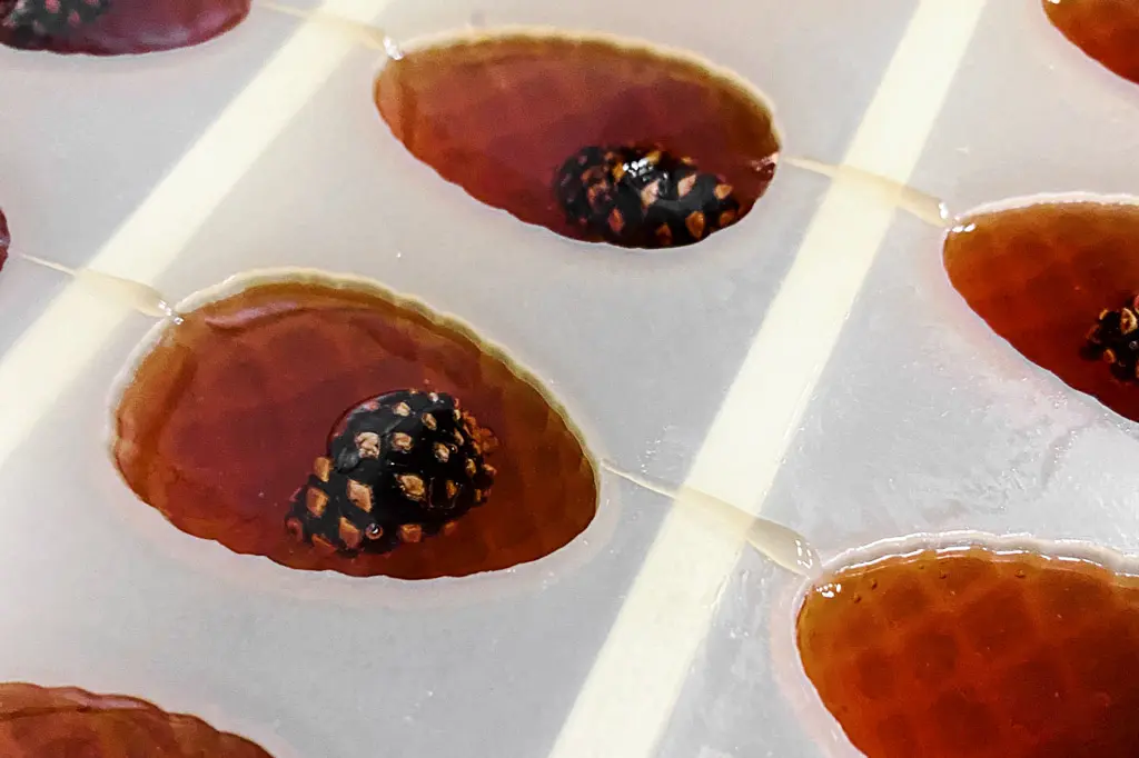 Производство мармелада с сосновой шишкой Производство мармелада с сосновой шишкой