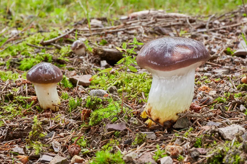 Мокруха еловая