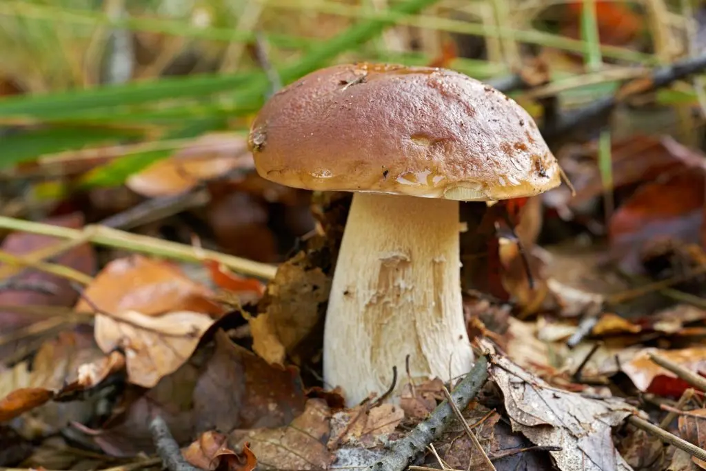 Подберезовик