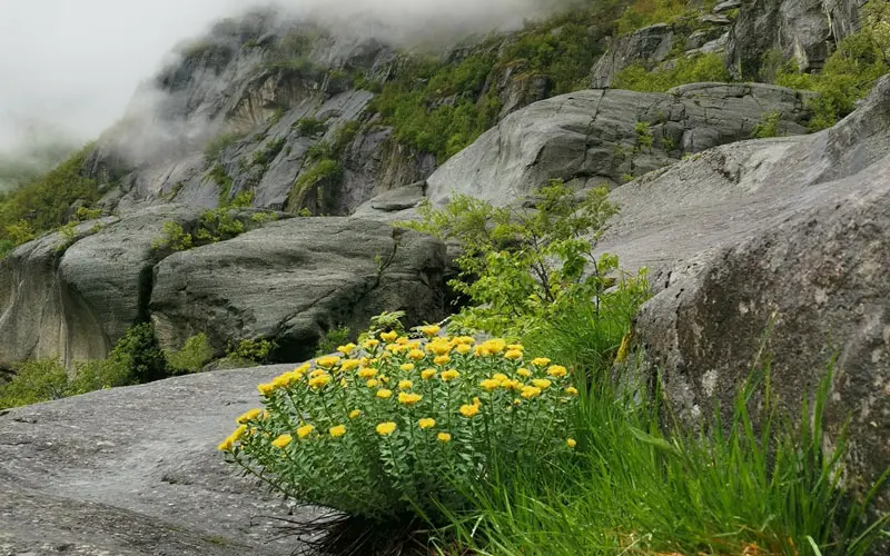 Родиола Розовая в дикой природе Родиола Розовая в дикой природе